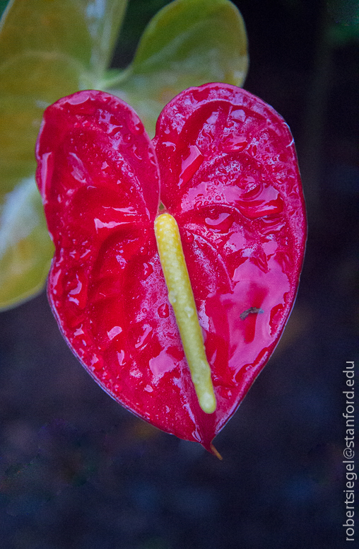 Anthurium